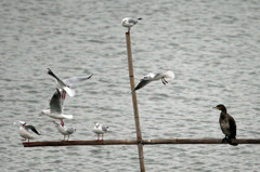 呆れるカワウさん