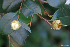 散った花咲く花