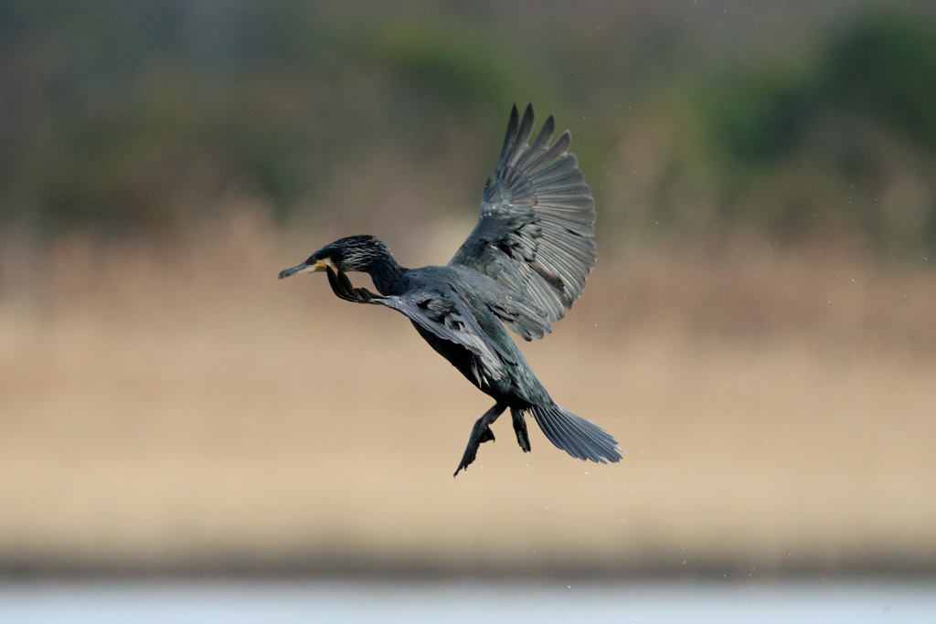 カワウ着地姿勢
