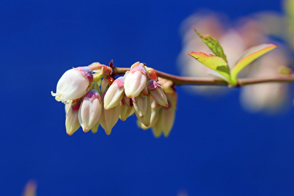 青空はビニールシート