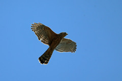 初めてサシバ幼鳥♪♪