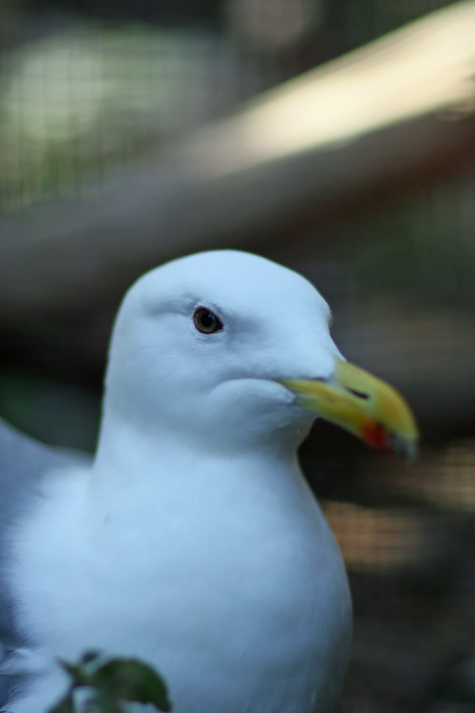 ポートレート-2