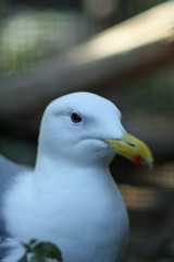 ポートレート-2