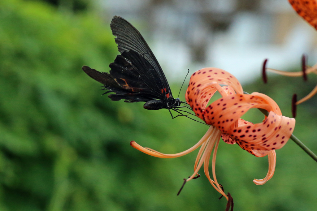 チョウさんまだ頑張ってます