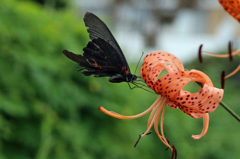 チョウさんまだ頑張ってます