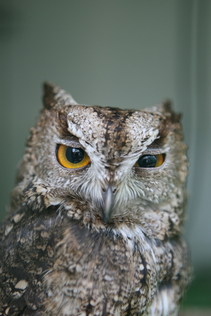 ウインクのつもり