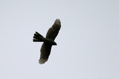 ハイタカのシルエットその1