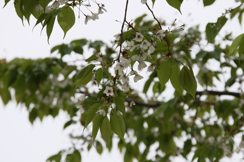 今年最後の桜の花ー3