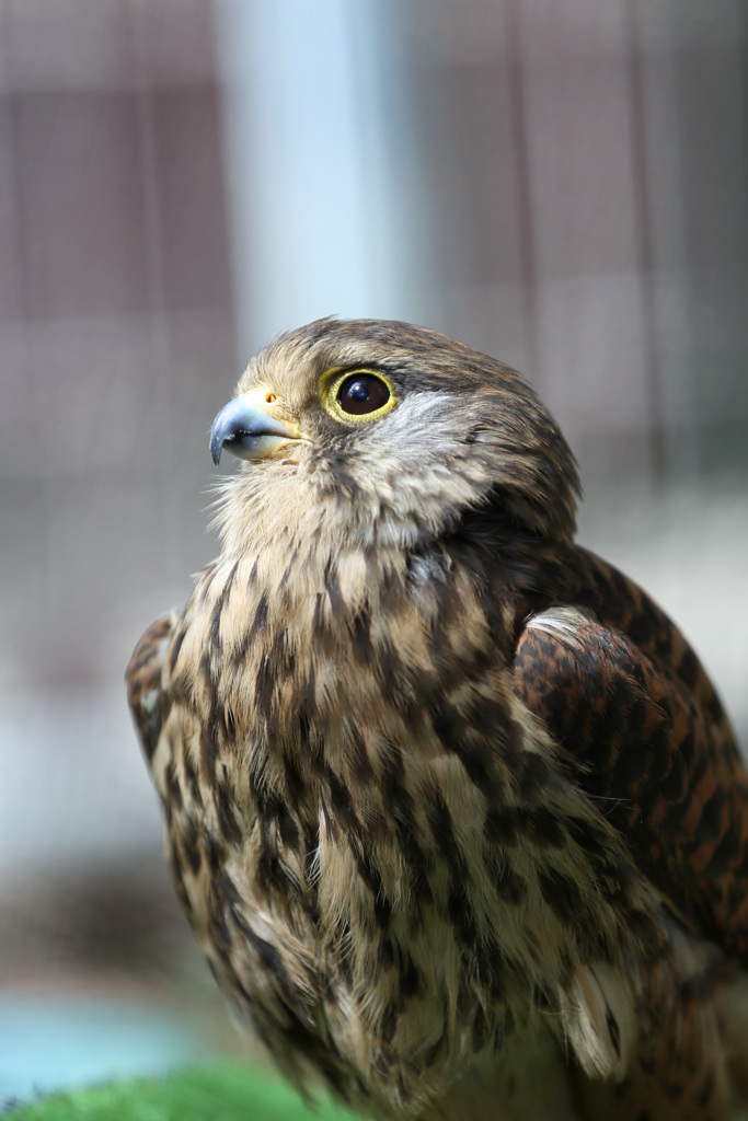 チョウゲンボウポートレイト