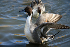 オナガカモ定番ポーズ-2