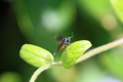 日差しを浴びて
