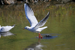 ユリカモメ飛び出しその2