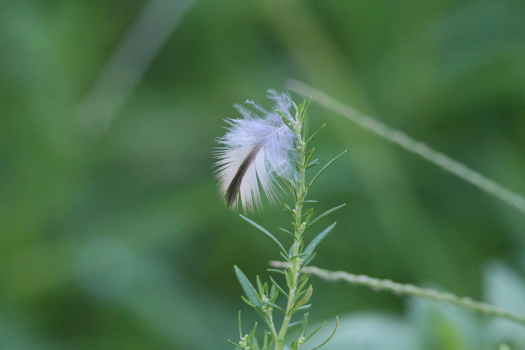 遠くに飛んでけ