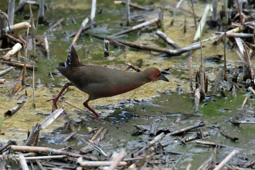 ヒクイナ君その3