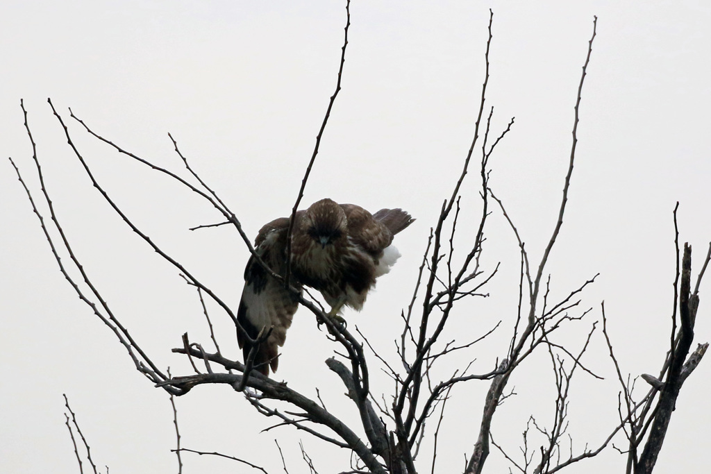 アラずっこけたのね～