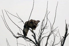 アラずっこけたのね～