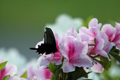 黒シロピンク