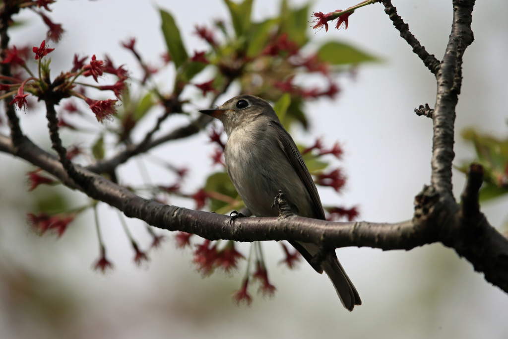 初めてのコサメビタキ-2