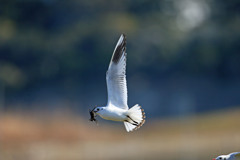 ズクロカモメカニくわえるその3