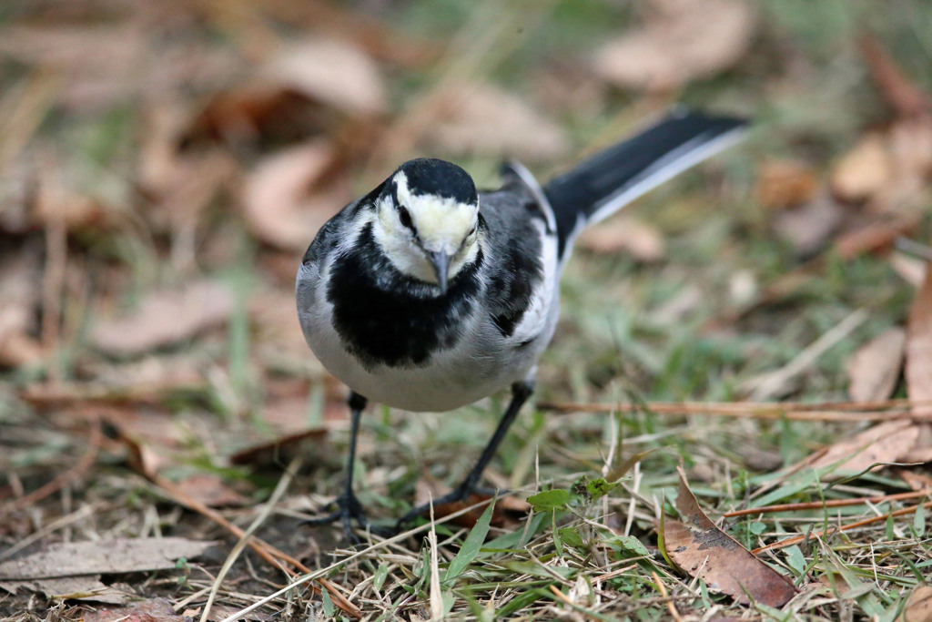 ハクセキレイんのポートレート