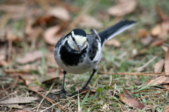 ハクセキレイんのポートレート