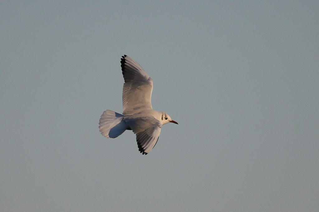夕日を浴びたユリカモメ