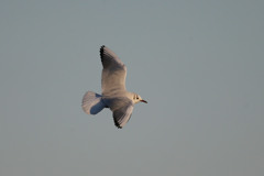 夕日を浴びたユリカモメ