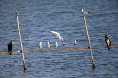 カワウさん知らんぷり