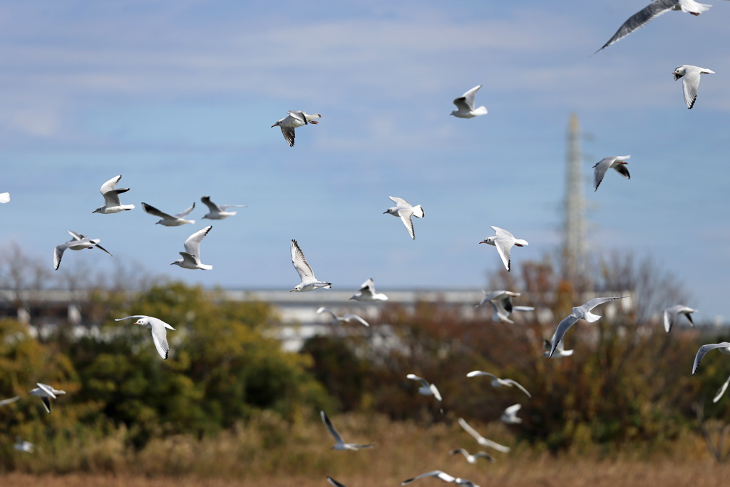空一面にユリカモメ