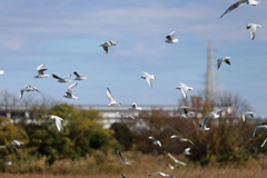 空一面にユリカモメ