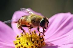 レイバンさんかっこいいでしょ