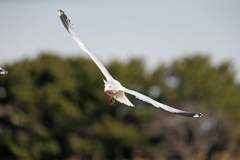 正面シリーズ-4