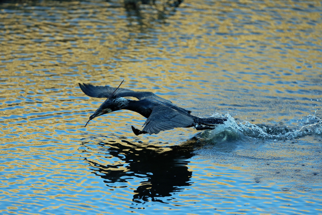 カワウ飛び出し-3