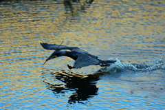 カワウ飛び出し-3