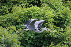 飛び出し連射-3