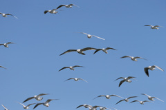 空一面にユリカモメ