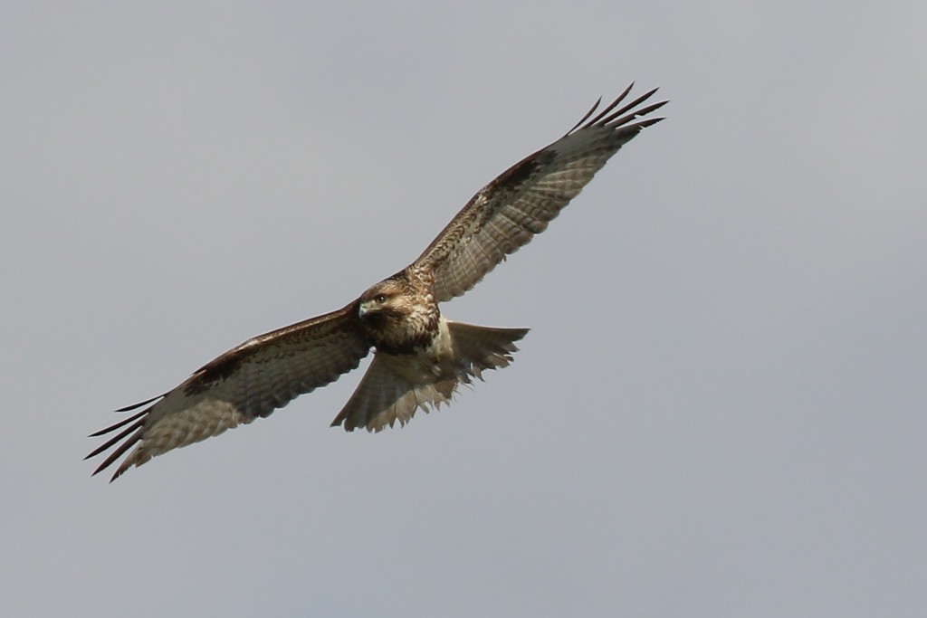 ノスリ定番ポーズ