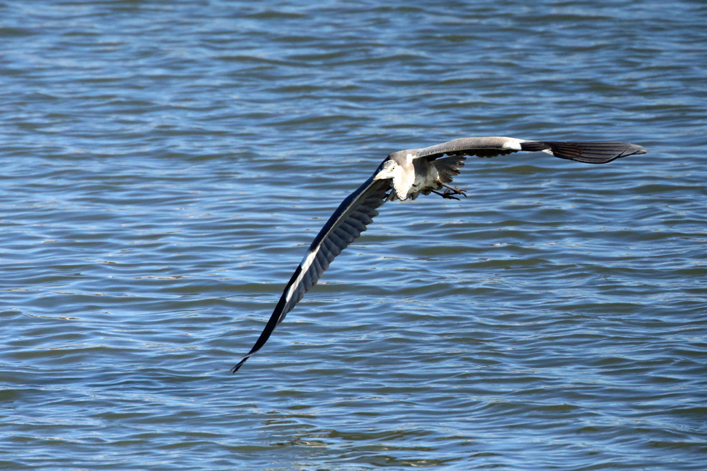 アオサギさん定番ポーズで