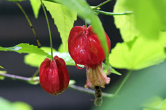 ジャンクレンズも使えます