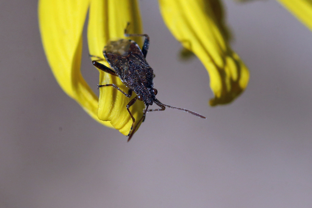 あなたのお名前は？