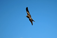 IS付けるとうるさいに