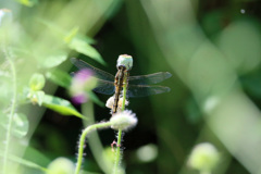 葉っぱの前ボケ