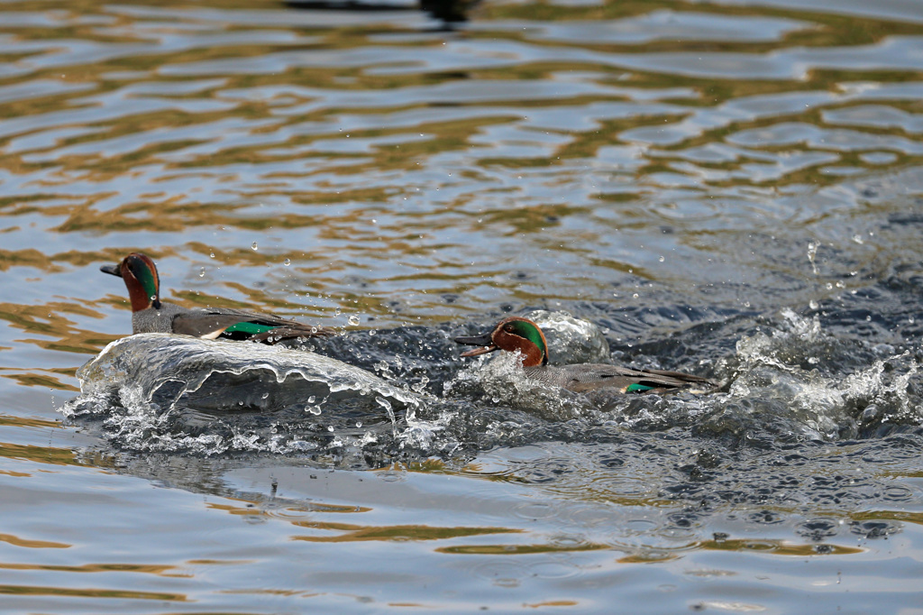 あなた置いていかないで