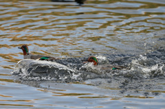 あなた置いていかないで
