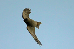 ハイタカ背面飛行