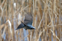 ヒヨドリ飛行中