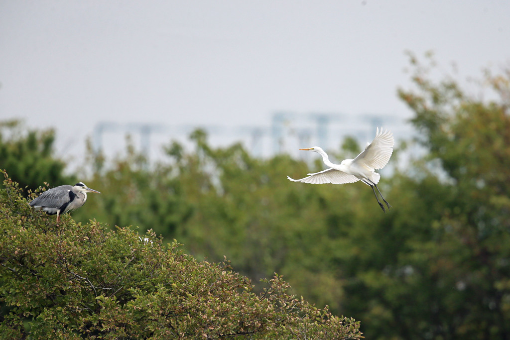 見上げるアオサギ