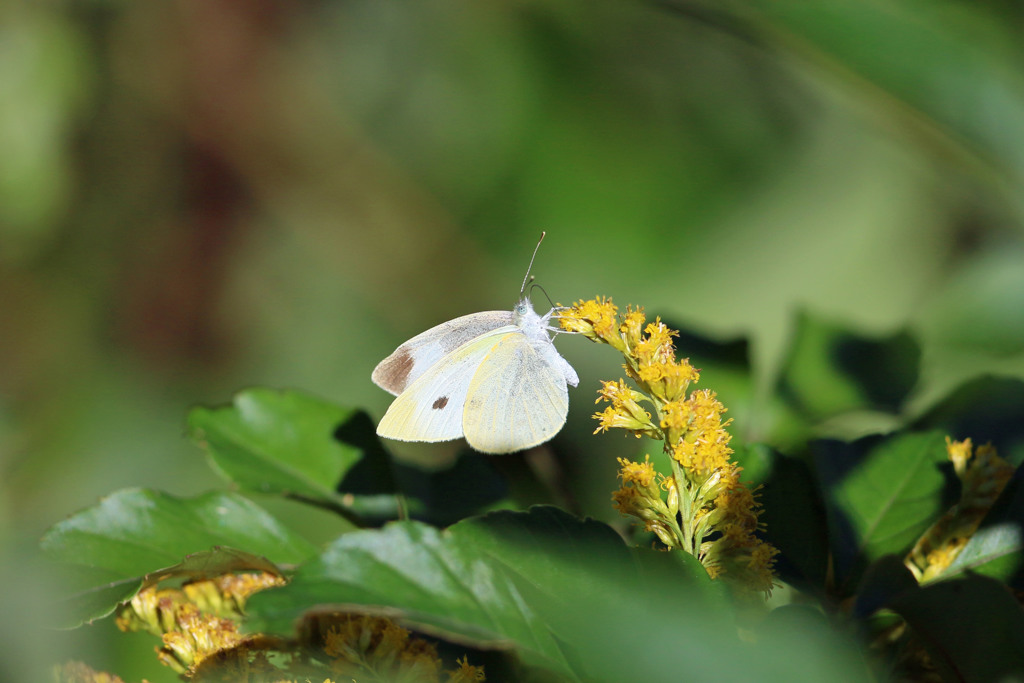 葉っぱの前ボケ