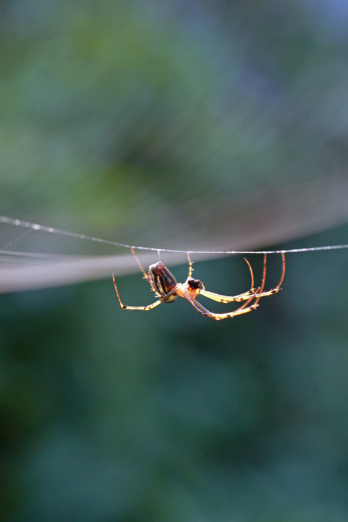 蜘蛛の糸その3
