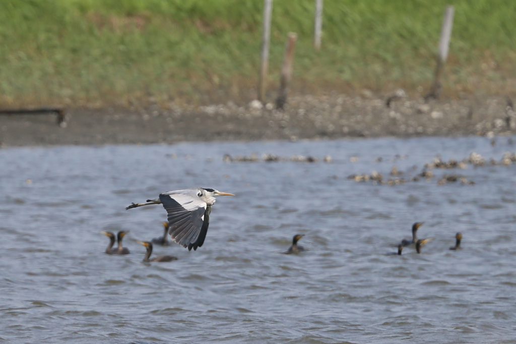 潜望鏡がいっぱい